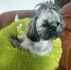 Shih tzu piesek FCI - 3