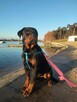 Pies Rottweiler 5 miesięczny.