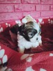 SHIH TZU Już do odbioru szczenięta - śliczne puchate maluchy - 3