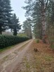 Urocza działka w Zofiówce, niedaleko Łodzi - 7