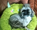 Shih tzu piesek FCI - 6