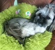 Shih tzu piesek FCI - 7