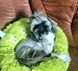Shih tzu piesek FCI - 8