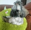 Shih tzu piesek FCI - 5