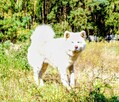 Ostatnia Japońska Akita Inu Okazja! - 16