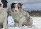 Szczenię BORDER COLLIE z Hodowli - Rasowy pies z pełną dok. - 2