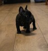 Buldog francuski Dyzio samiec pręgowany ciemny FCI - 5