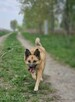 Jedna łapa, druga łapa – szuka domu nasza HANIA! - 8