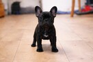 Buldog francuski Dyzio samiec pręgowany ciemny FCI - 2