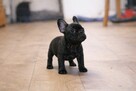Buldog francuski Dyzio samiec pręgowany ciemny FCI - 3