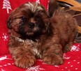 Shih Tzu szczeniaczek ZKwP FCI - 4