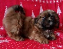 Shih Tzu szczeniaczek ZKwP FCI - 2