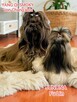 Shih Tzu szczeniaczek ZKwP FCI - 6