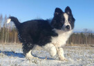 Szczeniak Suczka BORDER COLLIE z Hodowli - Rasowa pełna dok. - 2