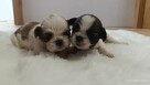 Szczeniaki shih tzu - 2