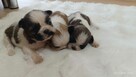 Szczeniaki shih tzu - 4