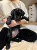 Piękne Szczeniaki Cane Corso | Czarne i Czarne Pręgowane - 9