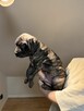 Piękne Szczeniaki Cane Corso | Czarne i Czarne Pręgowane - 8