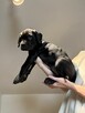 Piękne Szczeniaki Cane Corso | Czarne i Czarne Pręgowane - 5