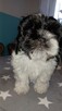 sprzedam pieska razy shih tzu - 2