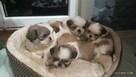 Szczeniaki shih tzu - 5