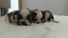 Szczeniaki shih tzu - 3