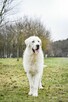 Gabryś-duży, piekny młody, biały pies do adopcji - 2