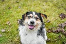 Grot-młody szorstki pies trikolor do adopcji - 3