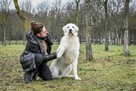 Gabryś-duży, piekny młody, biały pies do adopcji - 7