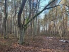 PISKÓRKA _ urokliwa działka w otoczeniu natury - 8