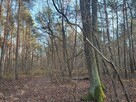 PISKÓRKA _ urokliwa działka w otoczeniu natury - 9