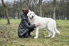 Gabryś-duży, piekny młody, biały pies do adopcji - 8