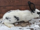 Sprzedam króliki - 2