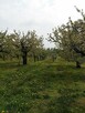 Sprzedam sad owocowy 1,8h