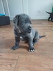 Cane Corso Italia Blue