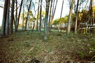Działka budowlana pod lasem - 7