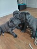 Cane Corso Italia Blue - 3