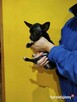 Śliczny piesek chihuahua okolice Warszawy