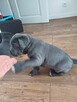 Cane Corso Italia Blue - 2