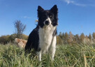 Szczeniak BORDER COLLIE z prof. Hodowli, Pies z pełną dok. - 7