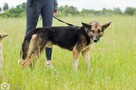 Riko - dostojny i poważny pies szuka domu! - 5