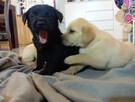 Labrador retriever szczenięta z rodowodem - 2