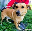 ZAJĄCZEK - cudowny psiak o świetnym charakterze, ADOPTUJ - 2