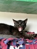 Gizmo - półroczny, wesoły kociak szuka domu! - 2