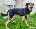 EGON - biedny, porzucony psiak szuka super domu - 2