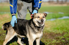 Szaza - cudowna rodzinna suczka szuka domu! - 3