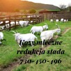 KOZY rasowe i MIESZANCE MLECZNE Lubomierz dolnośląskie