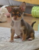 CHIHUAHUA PIĘKNY CZEKOLADOWY-TAN PIESEK - 2