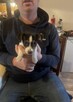 Szczenięta Jack Russell Terrier, psy i suki do adopcji.