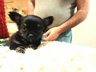 Chihuahua Dziewczynka Długowłosa Prześliczna - 9